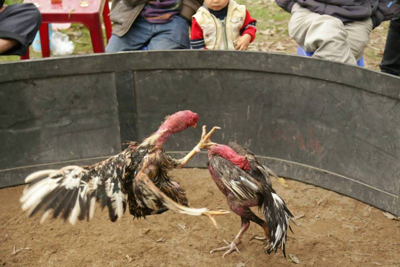 Đá gà miền Tây hôm nay – nơi giao lưu và kết nối cộng đồng