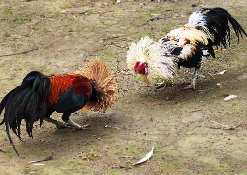 Vì sao gà tre đá độ lớn được ưa chuộng?